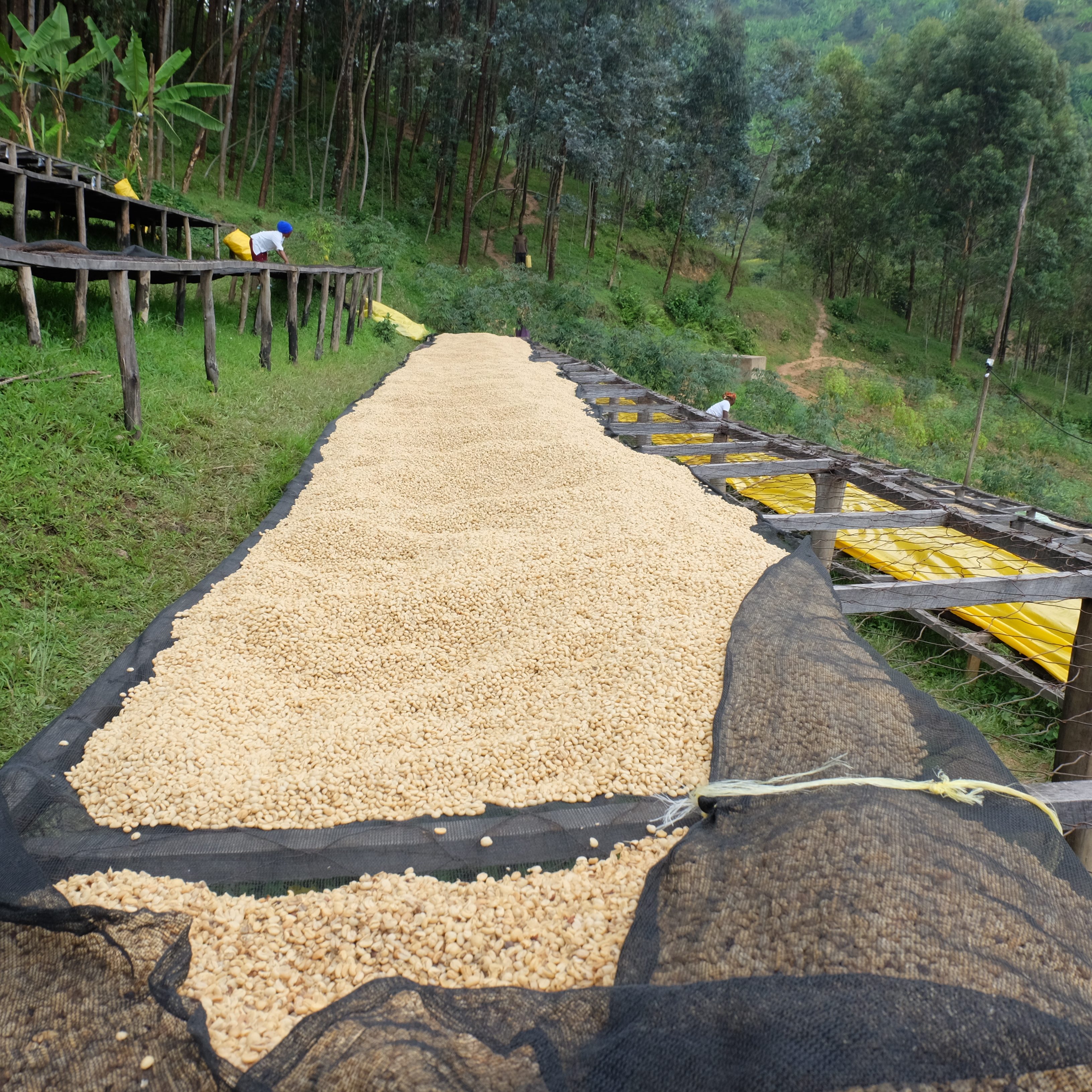 Rwanda Gisheke A1 Washed(24/25年クロップ) | ORIGIN COUNTRIES for